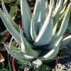 Vai alla scheda di Aloe gerstneri