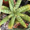 Vai alla scheda di Aloe greatheadii v. davyana