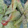Vai alla scheda di Aloe hahnii