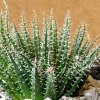 Vai alla scheda di Aloe haworthioides