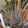 Vai alla scheda di Aloe humilis