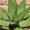 Vai alla scheda di Aloe humilis v. globosa