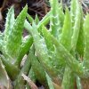 Vai alla scheda di Aloe juvenna