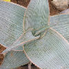 Vai alla scheda di Aloe karasbergensis