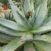 Vai alla scheda di Aloe marlothii