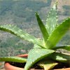 Vai alla scheda di Aloe microstigma