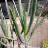 Vai alla scheda di Aloe parallelifolia