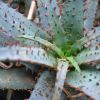 Vai alla scheda di Aloe parvula