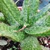 Vai alla scheda di Aloe pirottae