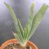 Vai alla scheda di Aloe plicatilis