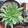 Vai alla scheda di Aloe polyphylla
