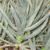 Vai alla scheda di Aloe ramosissima
