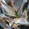 Vai alla scheda di Aloe rauhii
