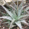 Vai alla scheda di Aloe rauhii cv. lizard-lips
