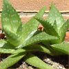Vai alla scheda di Aloe saponaria