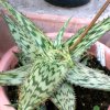 Vai alla scheda di Aloe somaliensis