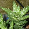 Vai alla scheda di Aloe squarrosa