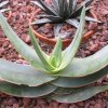 Vai alla scheda di Aloe striata