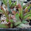 Vai alla scheda di Aloe succotrina