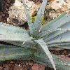 Vai alla scheda di Aloe suprafoliata
