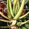 Vai alla scheda di Aloe tauri