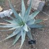 Vai alla scheda di Aloe vacillans