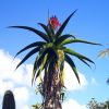 Vai alla scheda di Aloe vaombe