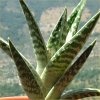 Vai alla scheda di Aloe variegata