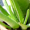 Vai alla scheda di Aloe vera