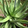 Vai alla scheda di Aloe vera x arborescens