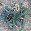 Vai alla scheda di Aloe verdoorniae