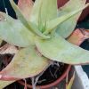 Vai alla scheda di Aloe viguieri