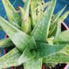 Vai alla scheda di Aloe whitcombei