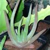 Vai alla scheda di Aloe wickensii
