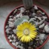 Vai alla scheda di Aloinopsis luckhoffii cv. villetii