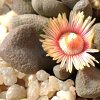 Vai alla scheda di Aloinopsis rosulata