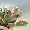 Vai alla scheda di Aloinopsis setifera