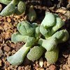 Vai alla scheda di Aloinopsis villetii