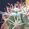 Vai alla scheda di Ancistrocactus crassihamatus