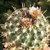 Vai alla scheda di Ancistrocactus megarhizus