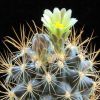 Vai alla scheda di Ancistrocactus tobuschii