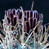 Vai alla scheda di Ancistrocactus uncinatus