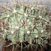 Vai alla scheda di Ancistrocactus uncinatus f. cristatus