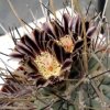 Vai alla scheda di Ancistrocactus uncinatus ssp. wrightii