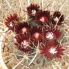 Vai alla scheda di Ancistrocactus uncinatus v. wrightii