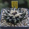 Vai alla scheda di Ariocarpus bravoanus x scaphirostris