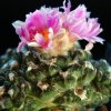 Vai alla scheda di Ariocarpus fissuratus f. monstruosus