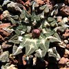 Vai alla scheda di Ariocarpus kotschoubeyanus