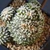 Vai alla scheda di Ariocarpus kotschoubeyanus f. cristatum