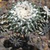 Vai alla scheda di Ariocarpus kotschoubeyanus f. monstruosus